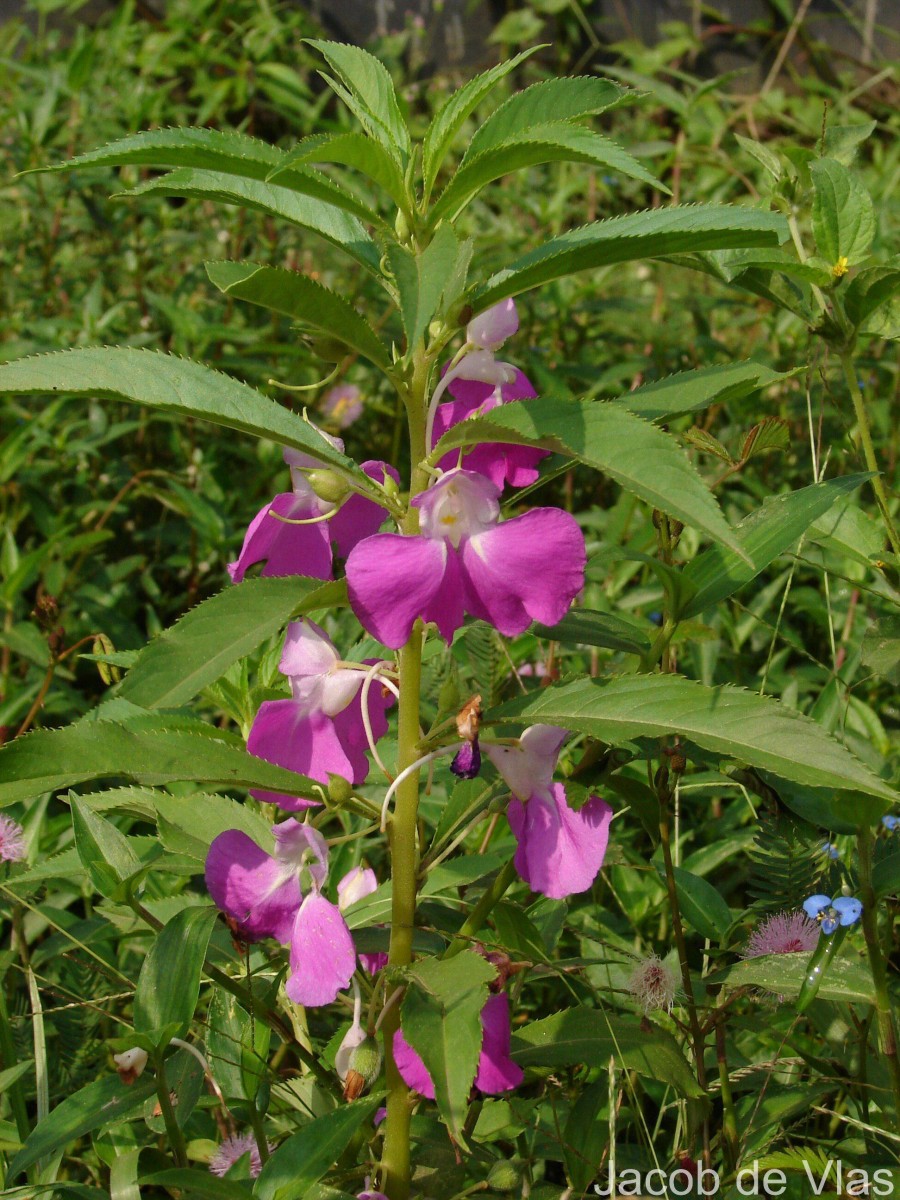 Impatiens balsamina L.